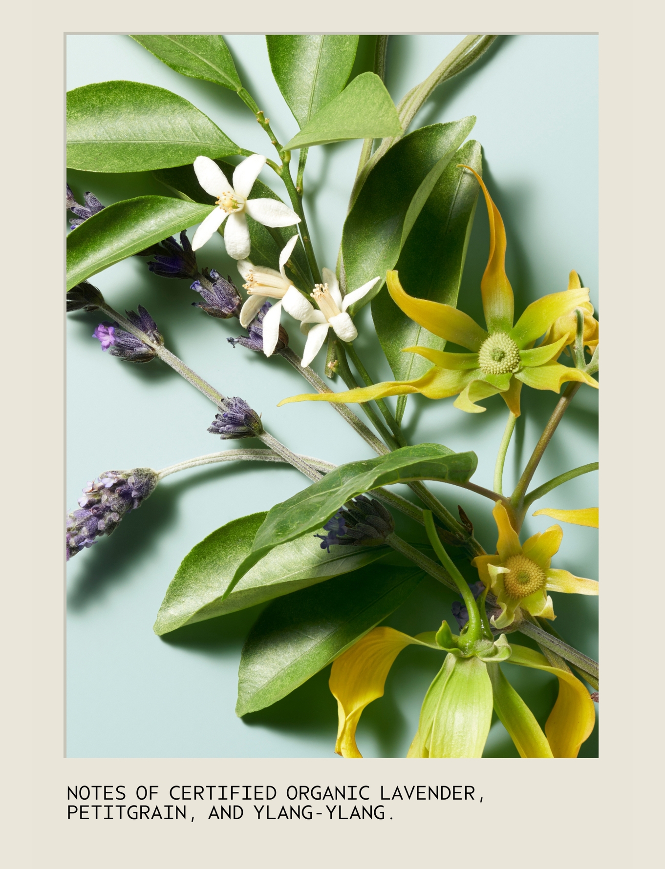 Aveda