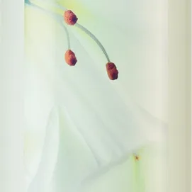 Avon Senses White Lily & Musk Förstärkande kroppstvätt 250 ml